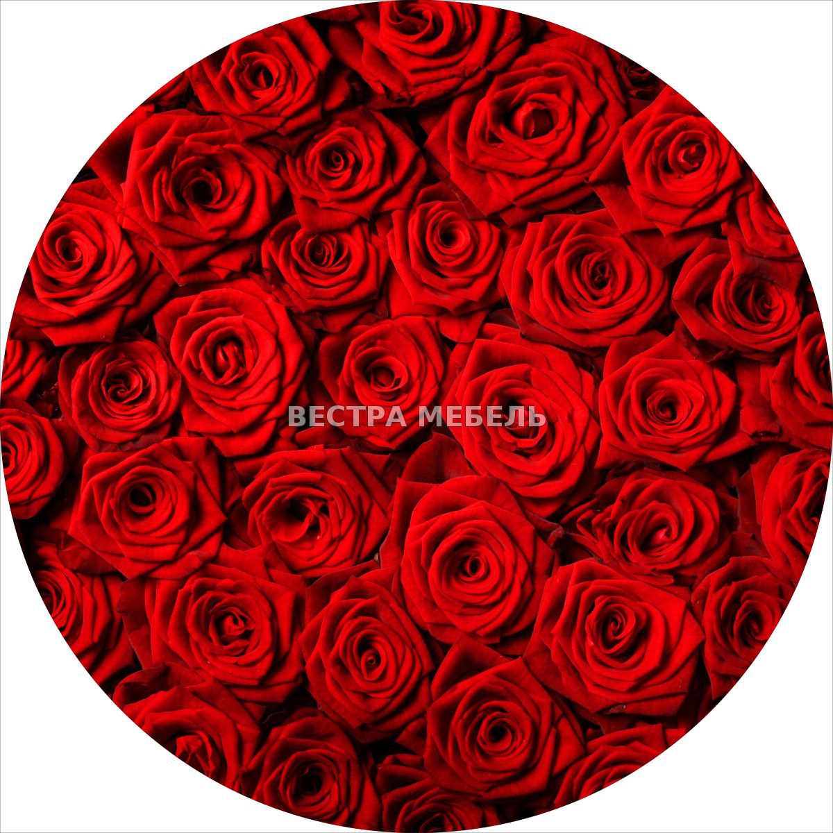 Песни круга красные розы. Круглые розы. Красные розы. Красные круглые цветы. Цветы розы круглые.